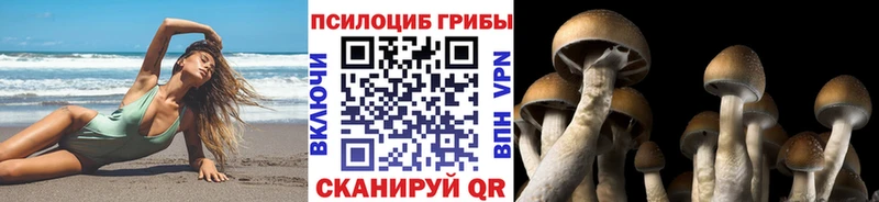 купить наркотик Гудермес Галлюциногенные грибы GOLDEN TEACHER
