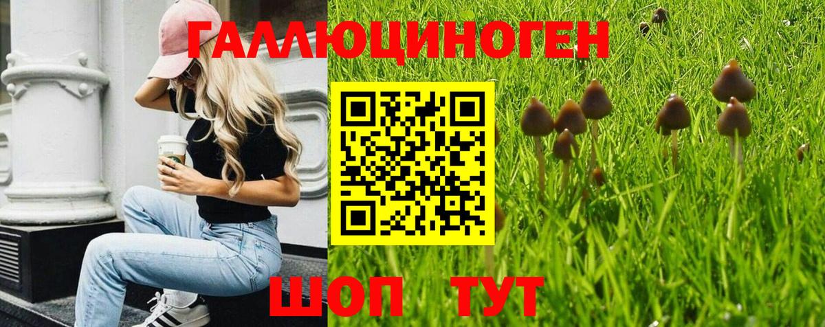Галлюциногенные грибы Cubensis  Вход с VPN  Гудермес 